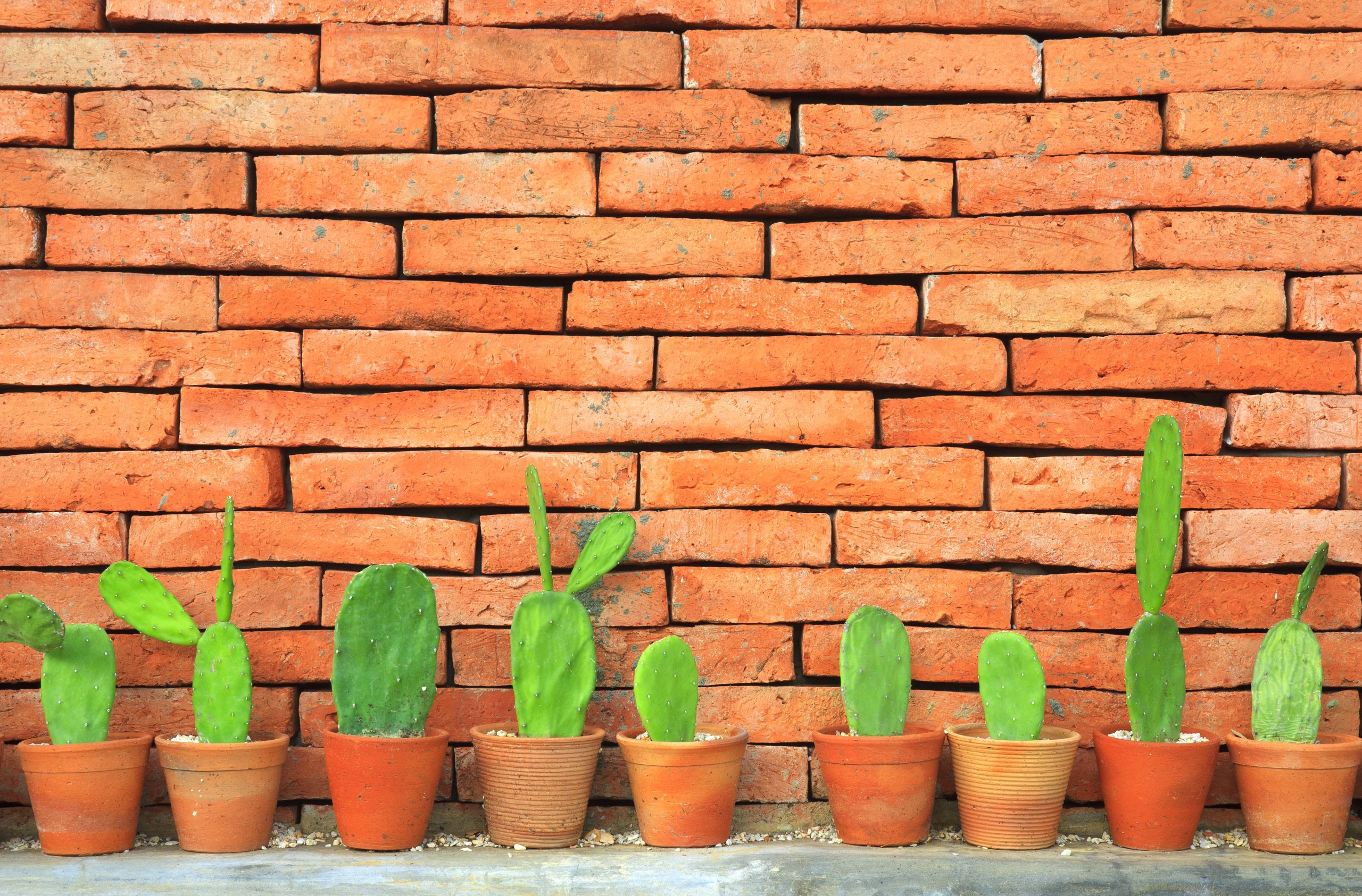 Cactus in Line