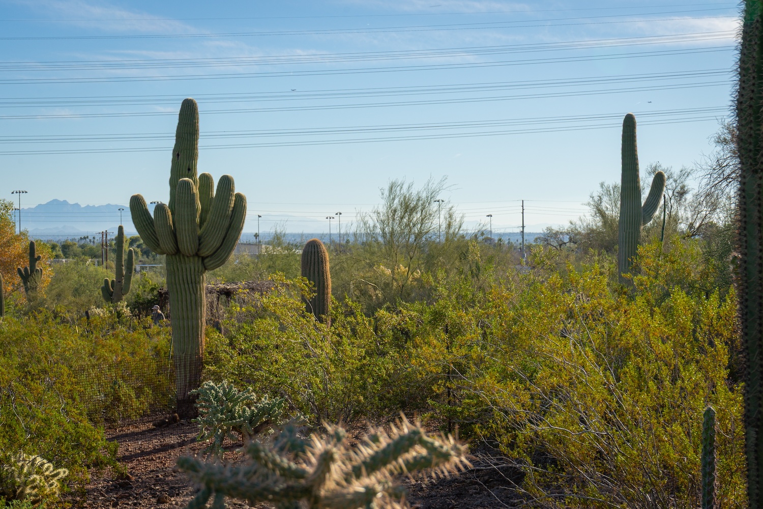 Saguaro cactus and other desert plant life near power lines in the desert near Phoenix, Arizona, USA